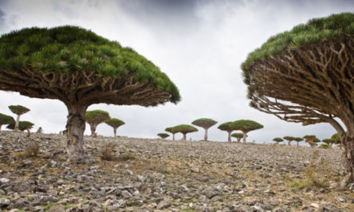 Socotra Yaman