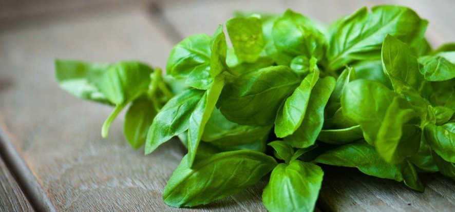 Manfaat daun basil untuk kesehatan